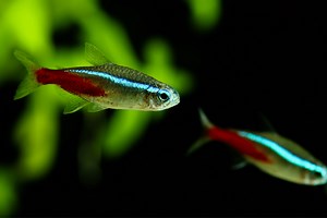 Tetra Fish: A Rainbow In Your Tank