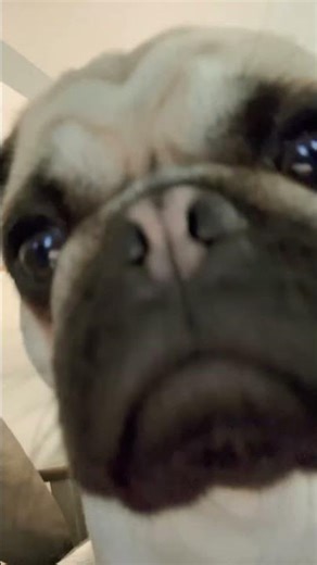 My pug hit the jackpot ￼