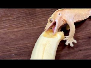 Don't give bananas to lizards