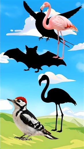 bird quiz #animation #quiz