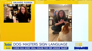 That's one clever pooch! 9-year-old Corgi Eowyn has gone VIRAL for learning how to understand sign language! 🥺🐶 #9Today | WATCH LIVE 5.30am | TODAY
