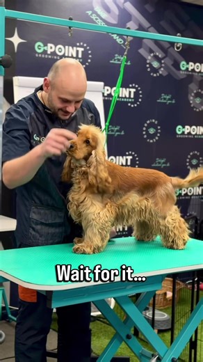 Cocker Spaniel Grooming Tips for Cute Pets