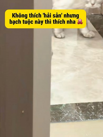 Bạch tuộc này có 'file' đính kèm nữa cơ ò 👽 #viral #funny #haihuoc #xalo #douyin #quanduihoa #trendingreels | Quần Đùi Hoa