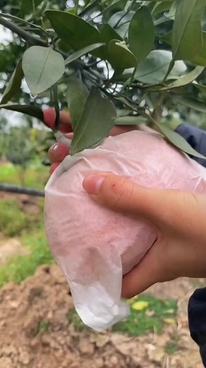 Slicing and Dicing Fresh Oranges | Fruit Cutting Videos