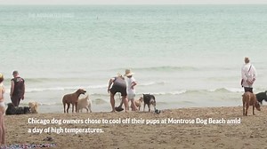 Dogs splash in lake to keep cool in Chicago heat