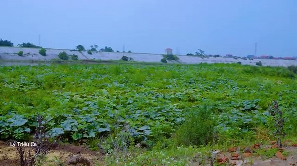 Amazing Harvest of Rare Giant Pumpkins & Making Crispy Fried Meat | Traditional Village Cooking