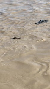 308K views · 84K reactions | Dad..? Is that you? Nearly game over for...