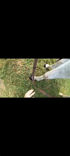 some fails from December lol all of them were in the same day apart from the buck at the end 🤣 #horses #horseriding #equestrian #fail #equestrianfail #arab #blue #pony #fyp #horse #buck #bucking