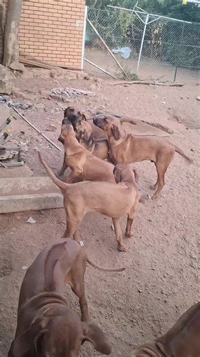 African Lionhound and Rhodesian Ridgeback Insights