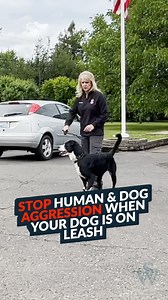 15K views · 118 reactions | If you have an aggressive dog 﫤 (or know...