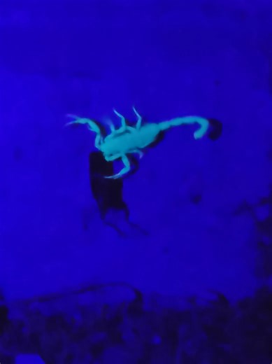 Theron's Summer Scorpion Hunt Adventure