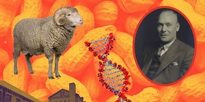 The man in the monkey nut coat: how a 1940s scientist made ‘vegan wool’ from peanuts