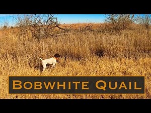 Hunting Bobwhites in a NEW Place!