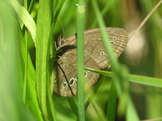 Michigan’s rarest butterfly is going extinct. Scientists are trying to save it.