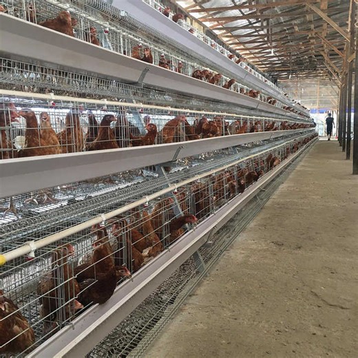 Livi a Type New Design Poultry Farm Cage Design Manual Chicken Layer Cage