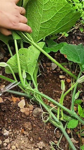 Smart Gardening: Pruning Squash Vines to Maximize Fruit Growth! #shorts