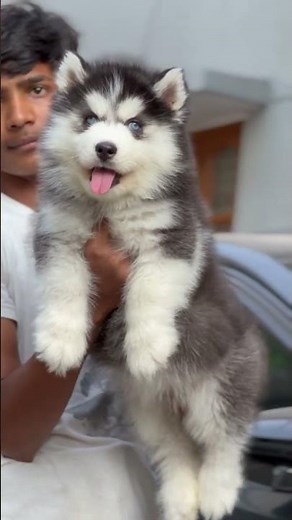What's the REAL Cost of Buying a Husky on the Cheap |Urgent Sale | Blue eyes siberian husky