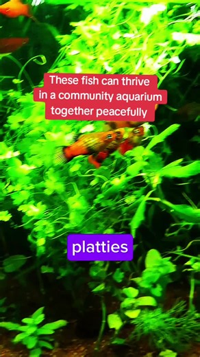 🌿 community fish aquarium are very fascinating and very calming, how ornamental fish are able to co-exist together despite their difference in species. #aquarium #kenyantiktok🇰🇪 #fish seo #fyp