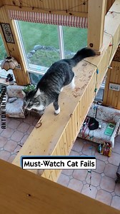81K views · 317 reactions | Must-Watch Cat Fails | Anton Antipov | Facebook