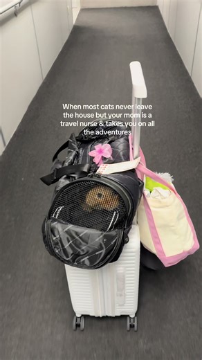 12 hr travel day is nothing on him😎 #travelcat #travelkitty #travelnurse #travelnurselife #catsoftiktok