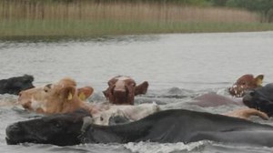 Cattle make 100 metre swim to reach a tiny Irish island in centuries old tradition