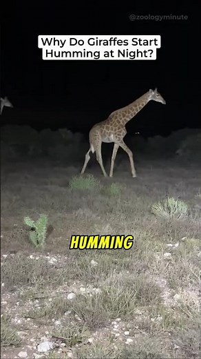 Why Do Giraffes Start Humming At Night?