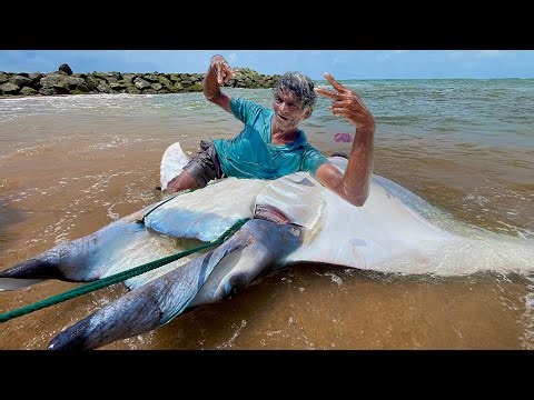 1000KG RARE DEVIL RAY! Biggest Fish Ever Caught in Coastal Village (Epic Cutting)