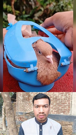Best Tool for Feeding Medicine to Pigeon 🐦