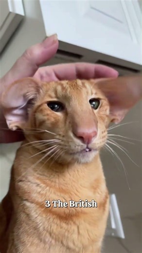 6 Rare Cats That Don’t Look Real