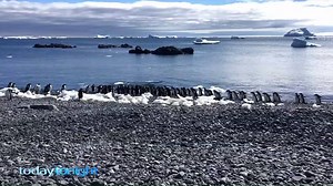 11K views · 75 reactions | Seventy-six scientists from across the globe spent twenty days at sea, exploring one of the world's most untouched places. | Today Tonight | Facebook