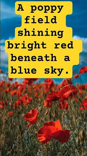 A poppy field shining bright red beneath a blue sky.