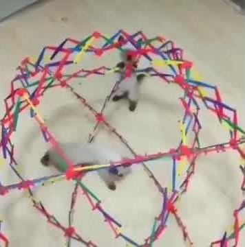 Cat Gets Springlocked