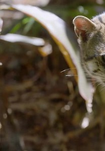 Inside Taronga Zoo S01:E08 - Fishing Cat