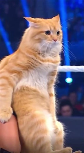 #funnycats #wwe #catmemes #orangecatenergy #chonk #wrestling #animalmemes #shorts