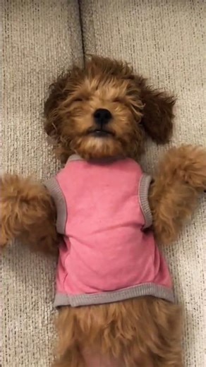 Poodle dog 🐶#poodle#poodlelove #shorts#viralshorts#pets#cute#poodlelife#poodlepuppy#puppy#pitbull