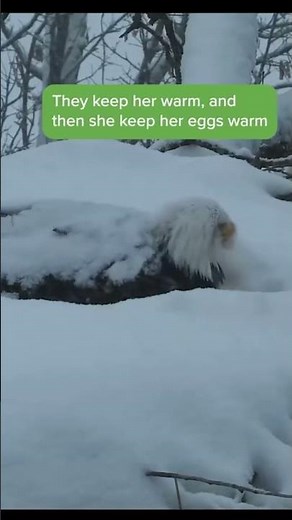 Bald Eagle Incubates Eggs