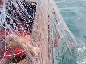 61K views · 1.5K reactions | Shrimp nets in the sea, very satisfying shrimp catches | Zami Akbar | Facebook