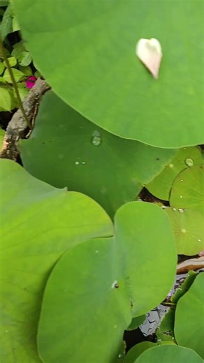 Lotus 🪷 garden update november ending update....for more updates follow my channel