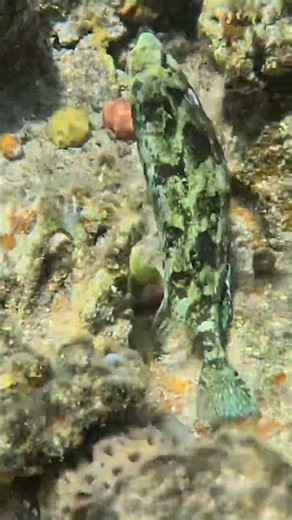 Dusky Spinefoot in Full Camouflage Mode 🐟🪸🌊