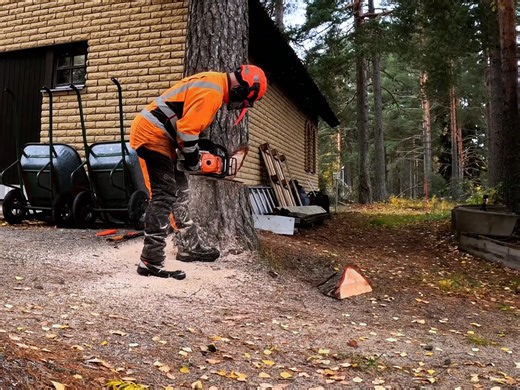 5.1K views | How to Take Down a Tree | Alex Tree Climber | Facebook