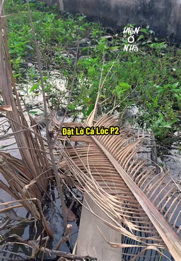 Đặt Lờ Kiếm Cá Lóc Hiệu Quả