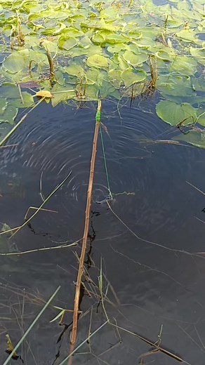 Single hook fishing viral fishing hunting #Fishing Videos #fishing vlog #fishing #katlaviral fishing | Anbu Views