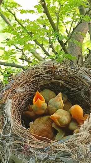 10K views · 59 reactions | P#883 | Review mother bird feeding her chicks in the nest | the babies bird are adorable! | Parent birds brings food to feed their babies #birdwatching #birdlovers #birdsofinstagram #birdphotography #birds #birdlife #reviewbirdnest #birdlife #motherbird | Luck16 | Facebook