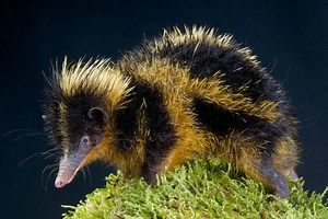 The lowland streaked tenrec uses its spines to communicate via ultrasonic noises