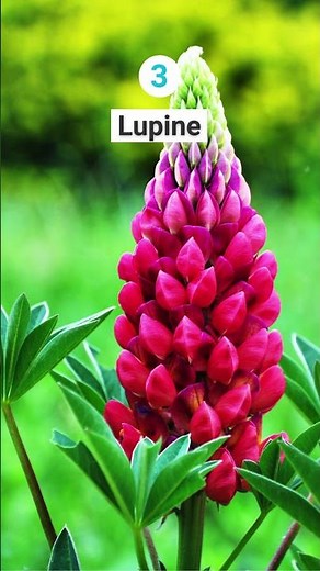 Ähren-, Trauben- & Kerzenblüten 🍇🌿