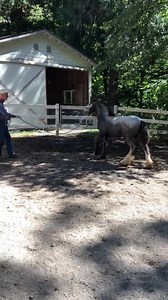 2.7M views · 10K reactions | Nyx working with Dave today. I have been working with her a lot in between his visits and it’s finally paying off . Dave is great at not only training the horse but teaching the owner how to work with their horse for that horse’s personality | CedarCreekGypsyHorses | Facebook