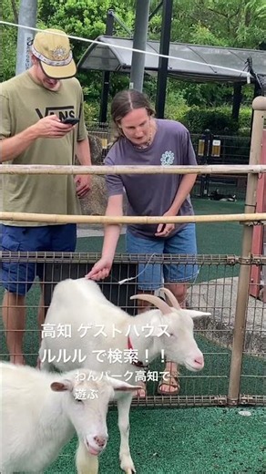 高知 ゲストハウス わんパーク高知 お散歩 ルルルから車で15分 ファミリー 高知観光 四国一周 大学生 一人旅歓迎 生演奏17:30- 無料朝食 スパイスカレー #shorts