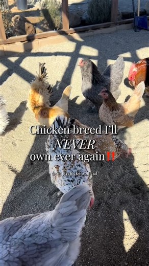 The worst chicken breed (in my opinion) is the white leghorn | Simply Chickens
