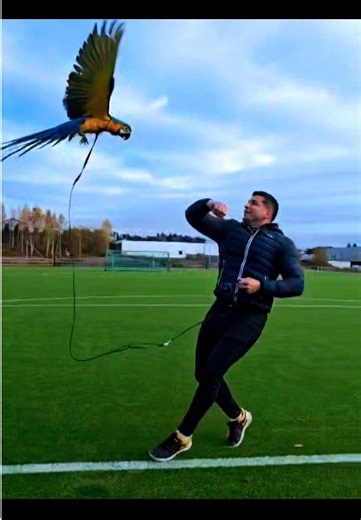 Captivating Macaw Videos: The Joy of Pet Birds