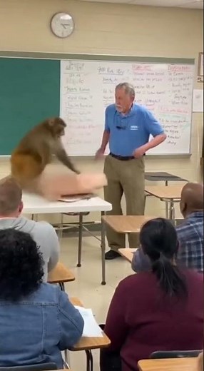 Monkey Learns CPR Better Than Humans 😂 | Funniest Training Ever!